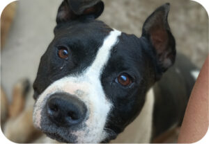 Staffie oreilles dréssées, médiation animale